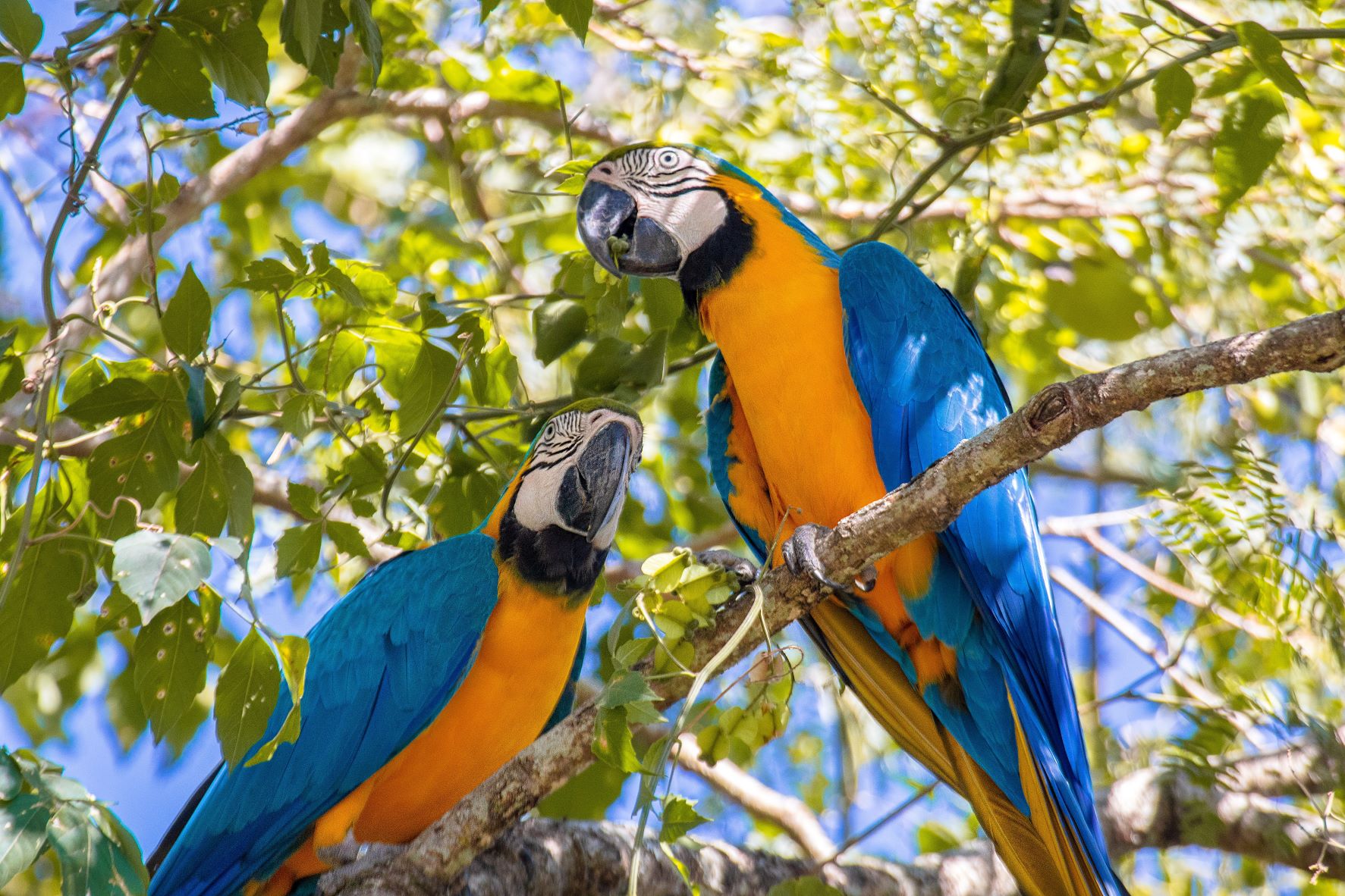Papagaios em um galho de árvore