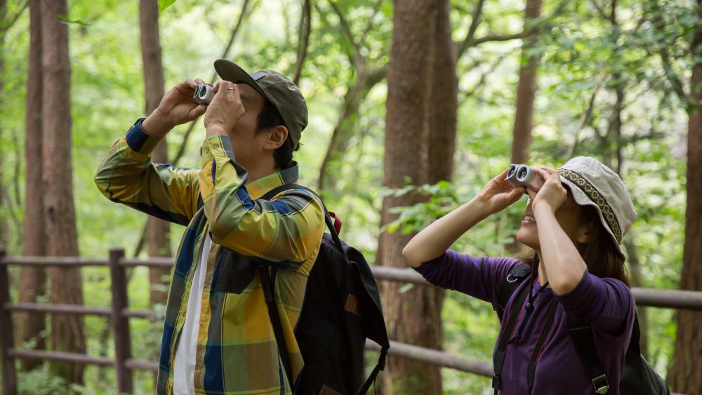 Observadores de pássaros em uma trilha florestal designada na China.