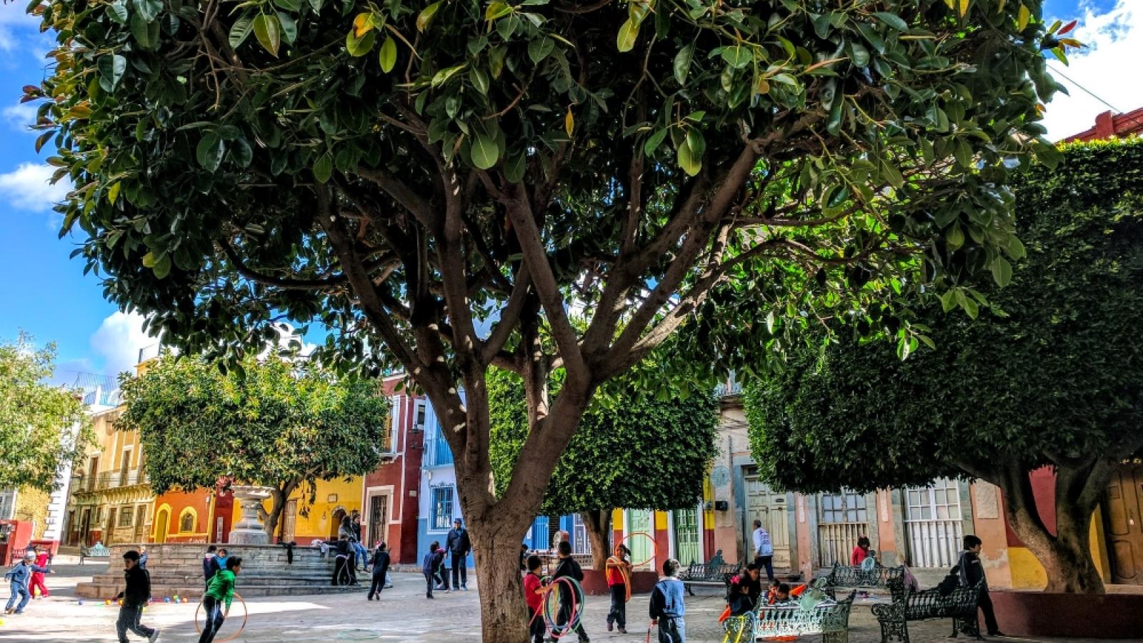 Foto de uma árvore em uma praça da cidade