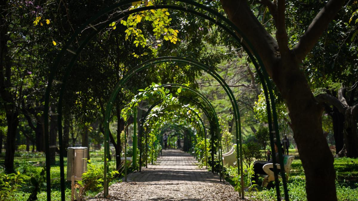 Um caminho sombreado e arborizado no Cubbon Park, em Bangalore