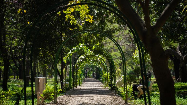 Um caminho sombreado e arborizado no Cubbon Park, em Bangalore