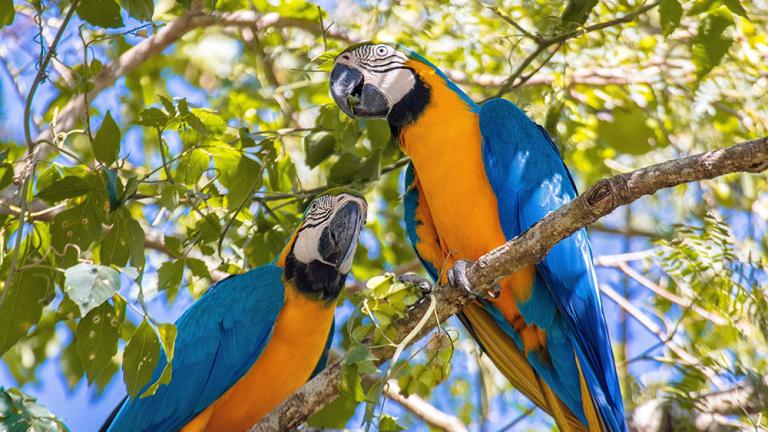 dois papagaios em uma árvore frondosa