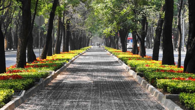 uma rua arborizada na cidade do México