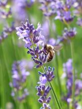 Abelha de mel sobre lavanda