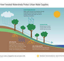 Como as Bacias Hidrográficas Protegidas Protegem os Suprimentos Urbanos de Água Infográficos