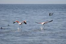 Flamingos em Mar Chiquita